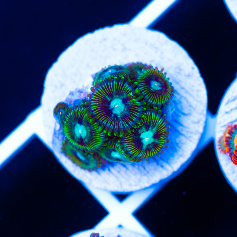 IA Ice King Zoanthids