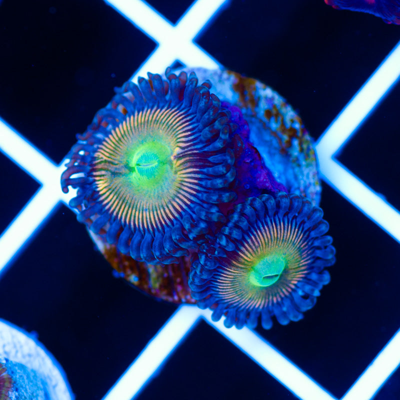 CC Pineapple Express Zoanthids