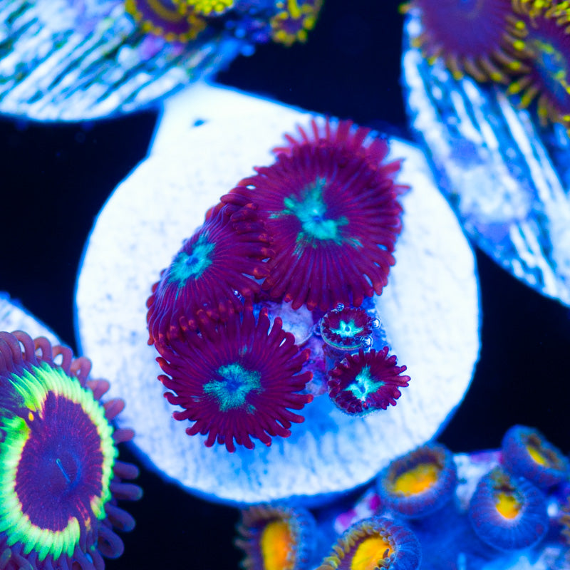 Lazys Chrysanthemum Zoanthids