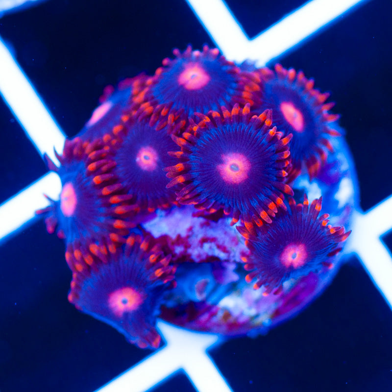 Clementine Zoanthids