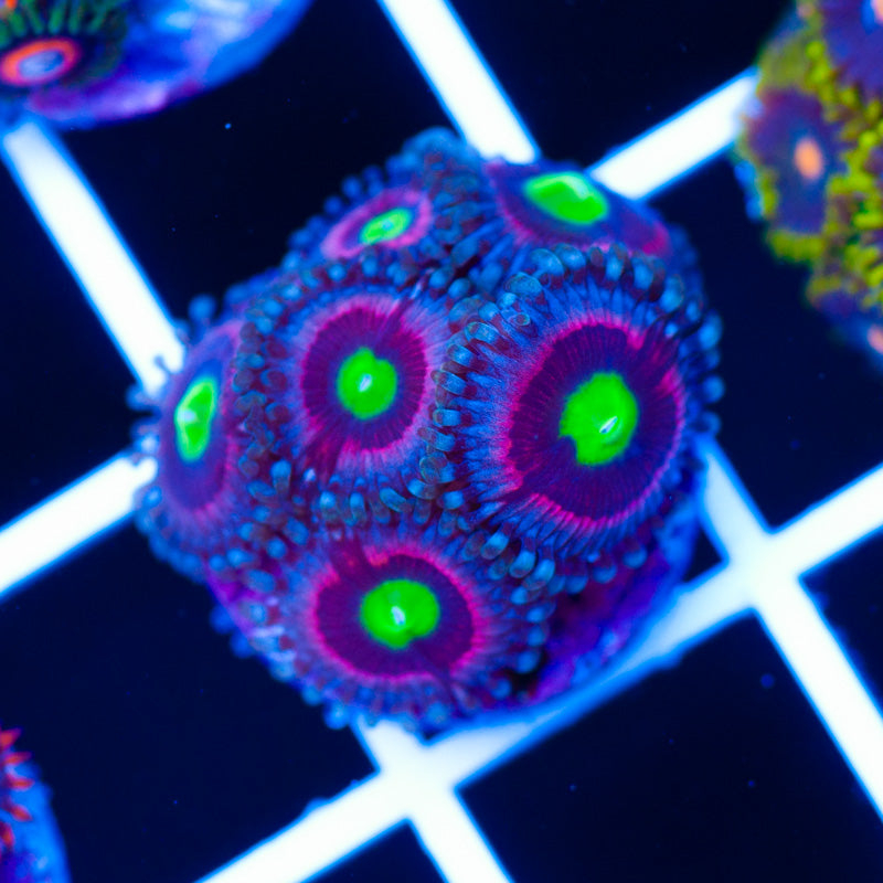 Bubblicious Zoanthids