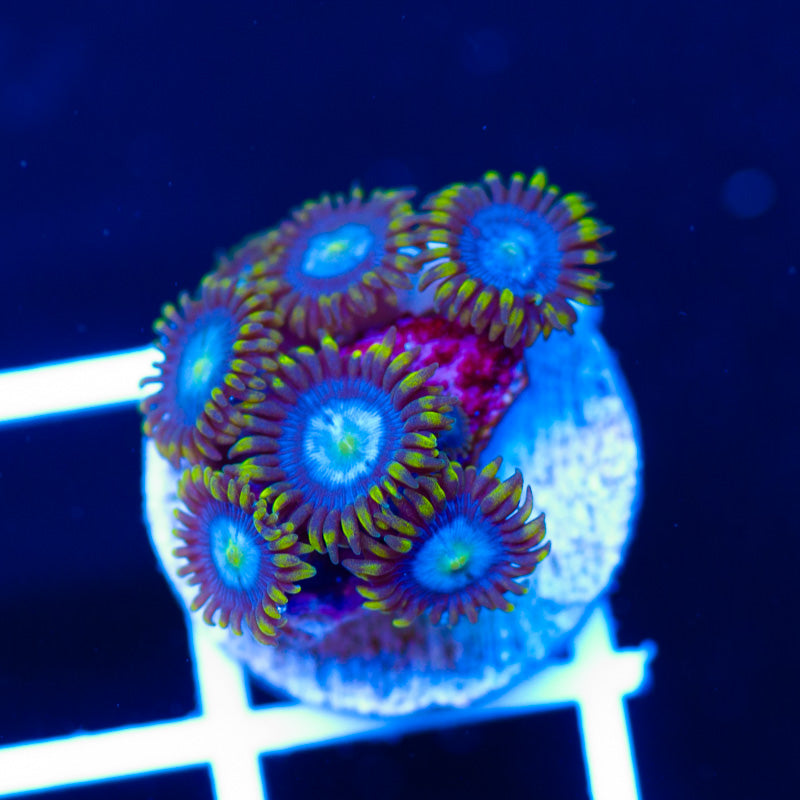 Blue Sky Zoanthids