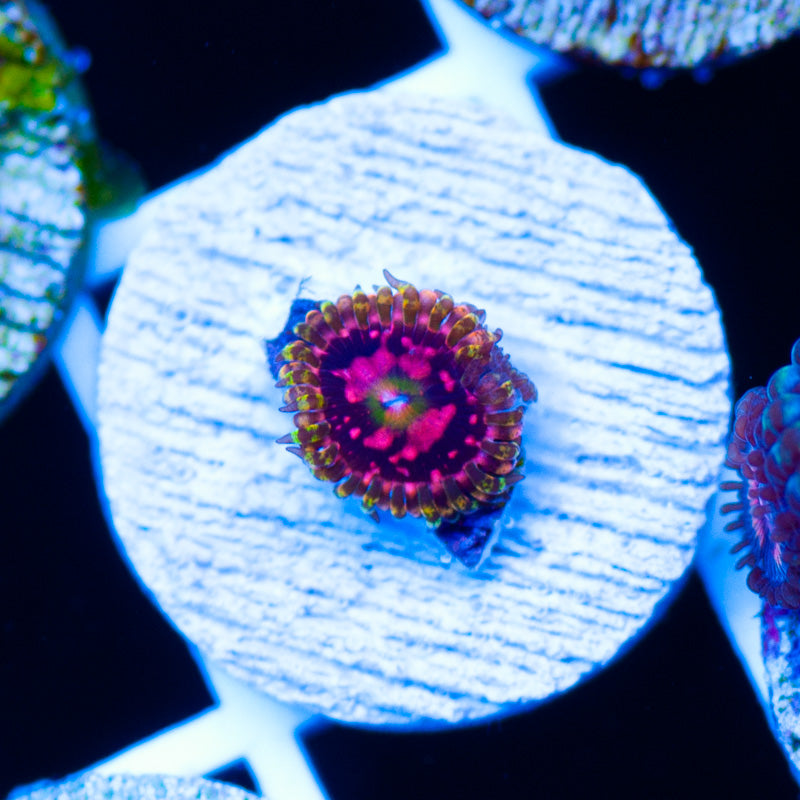 OG Space Chaos Zoanthid