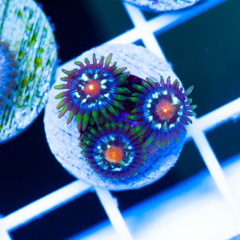 JF Stargazer Zoanthids