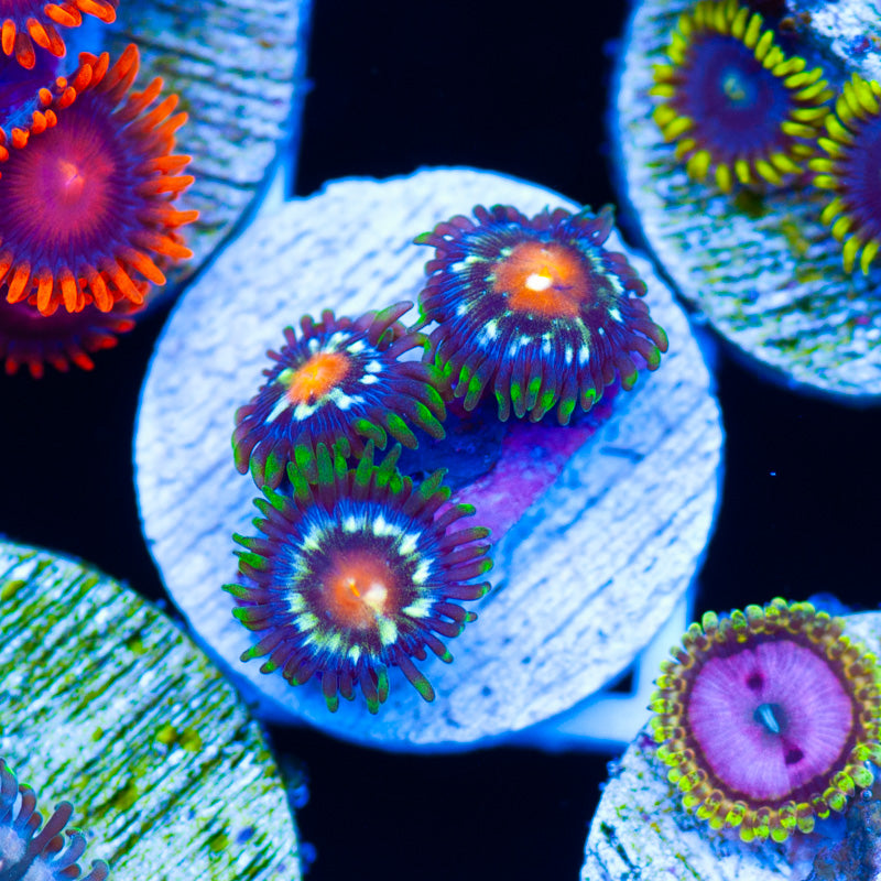 JF Stargazer Zoanthids #2