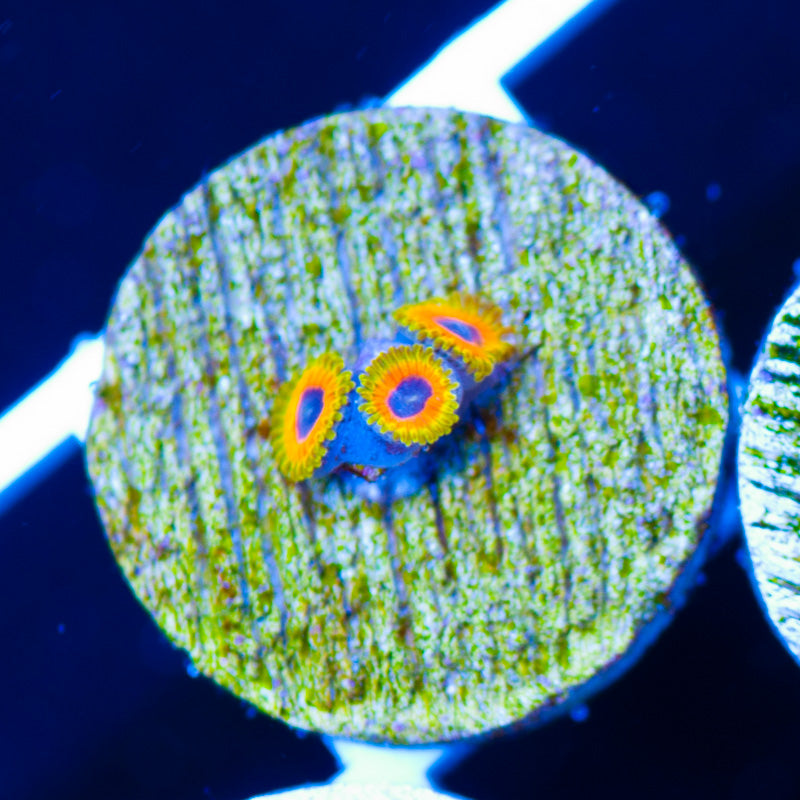 Great Owl Zoanthids