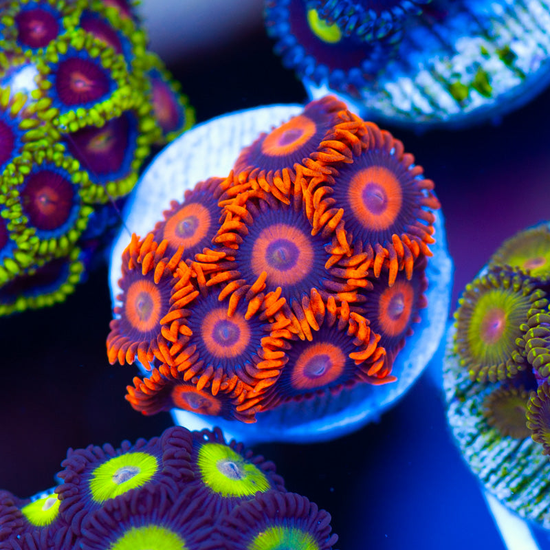 Orange Hornet Zoanthids