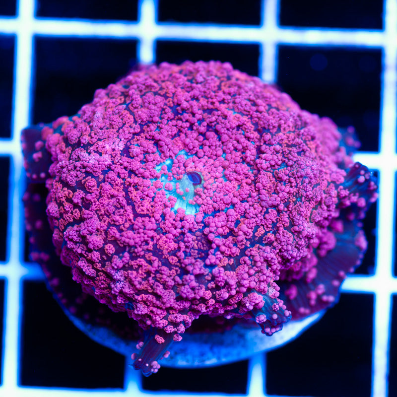 CC XL Pink Interstellar Discosoma