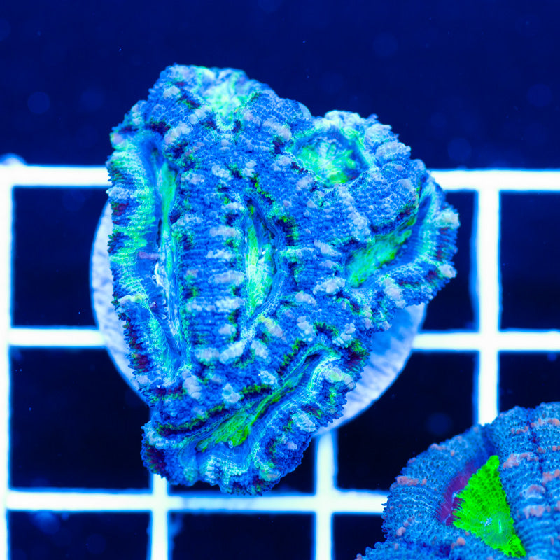 Awesome Aussie Acan #10