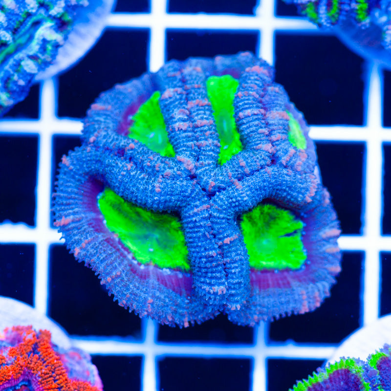Awesome Aussie Acan #9