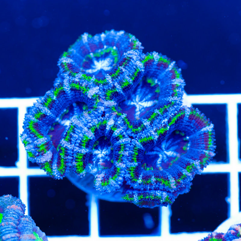 Awesome Aussie Acan #8