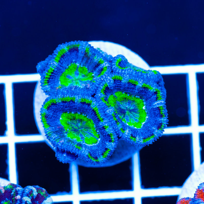 Awesome Aussie Acan #4
