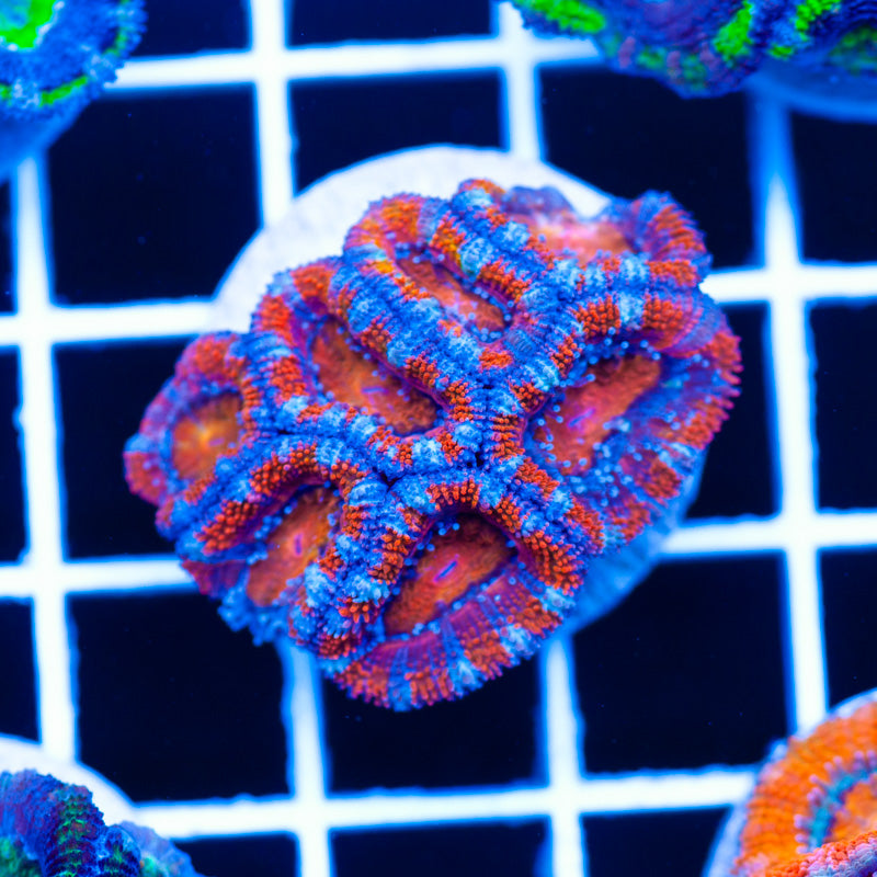 Awesome Aussie Acan #3