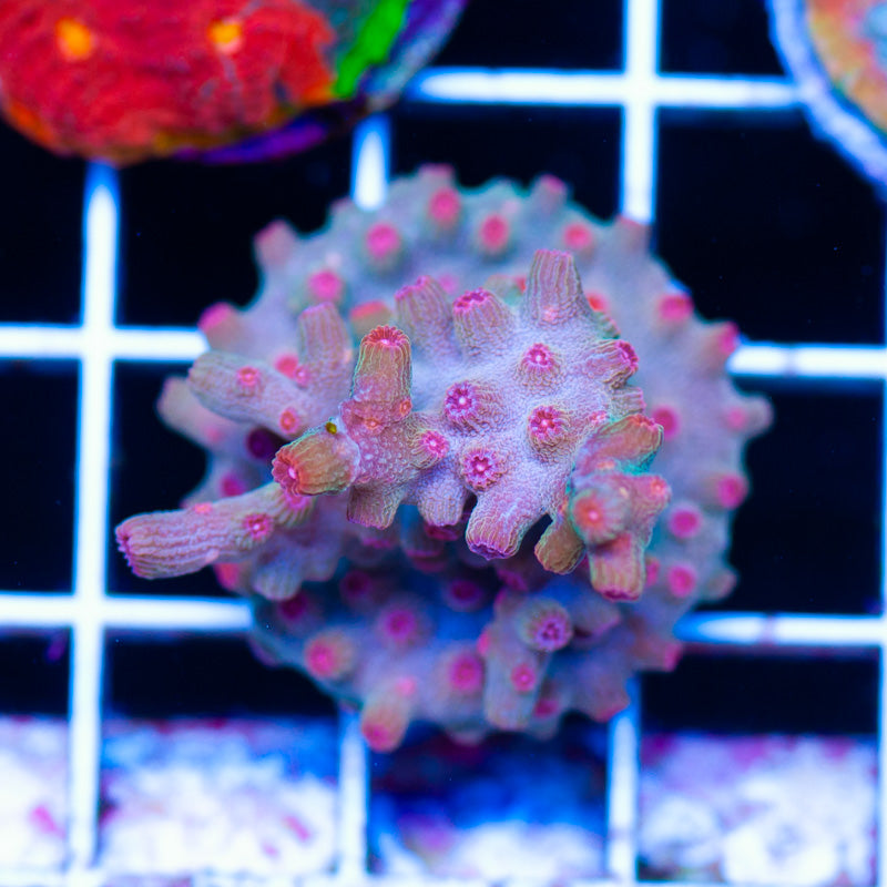 Pink Branching Cyphastrea