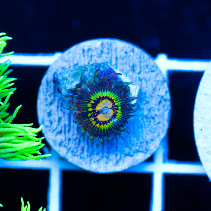OG Butt Muncher Zoanthid