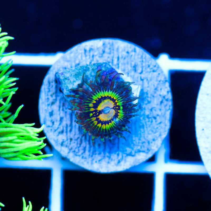 Butt Muncher Zoanthid