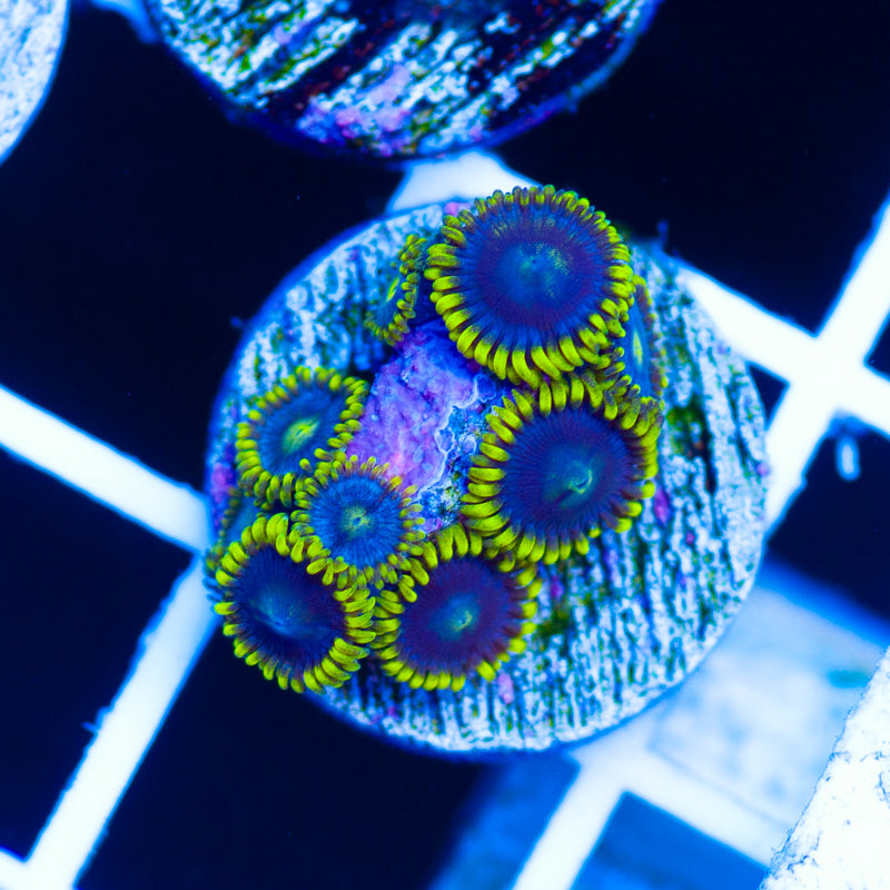 CC Bahama Blue Zoanthids