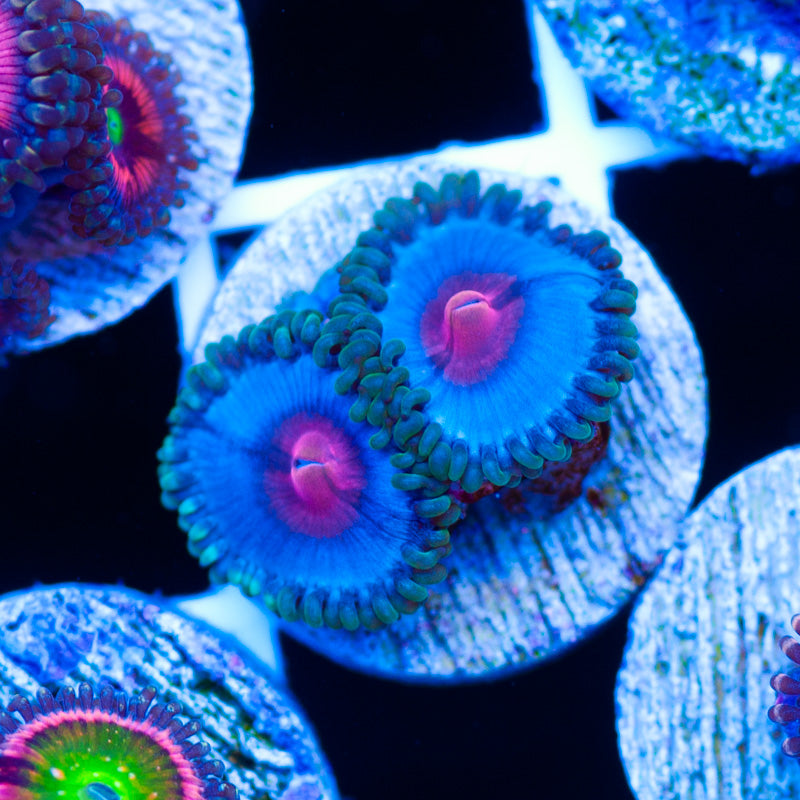 Miami Vice Zoanthids #1