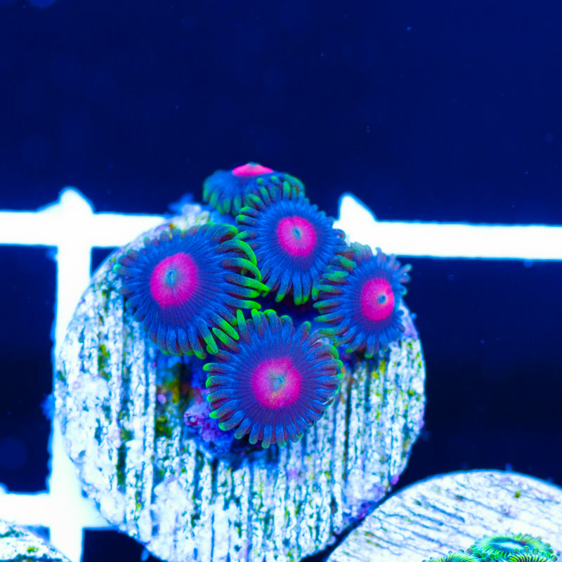 CC Rapture Zoanthids