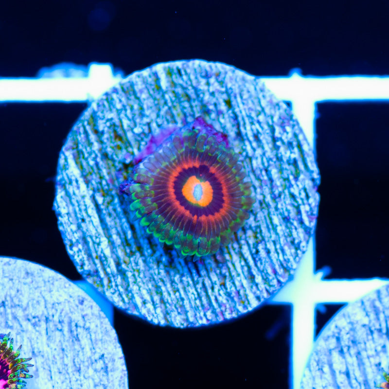 LC Rainbow Incinerator Zoanthids