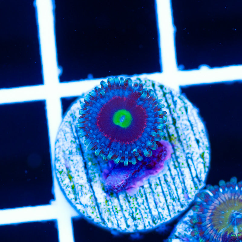 Pink Ring of Death Zoanthid