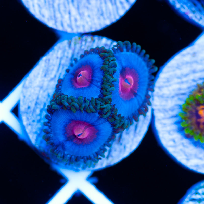 Miami Vice Zoanthids #2
