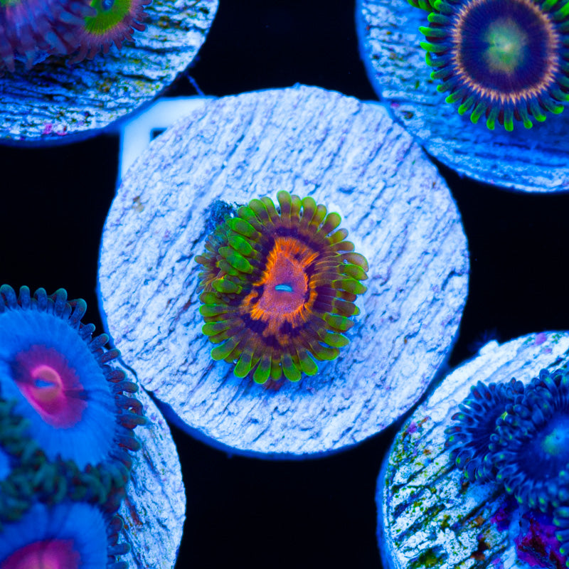 SBB Marvin the Martian Zoanthids