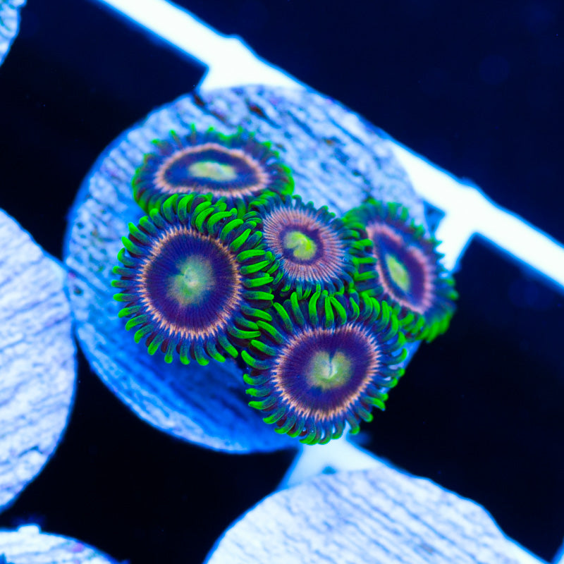 CC Raspberry Lime Zoanthids
