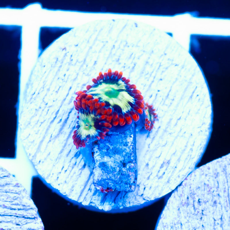 CC Chemical Romance Zoanthids