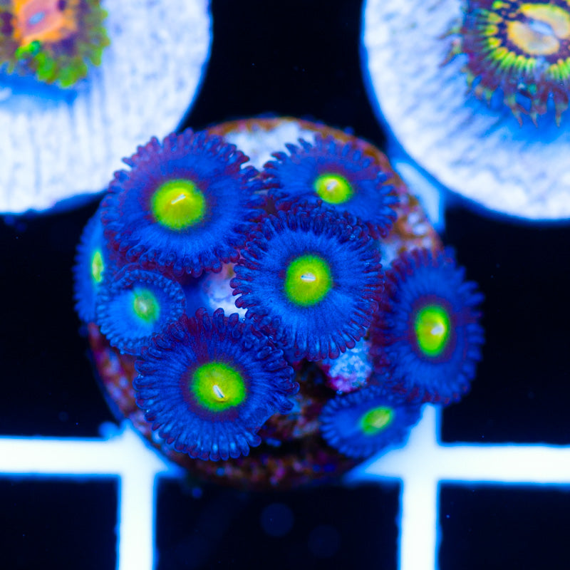 WWC AOI Zoanthids #2