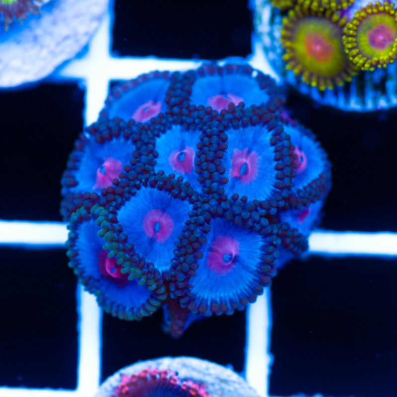 Blue Kiss Zoanthids
