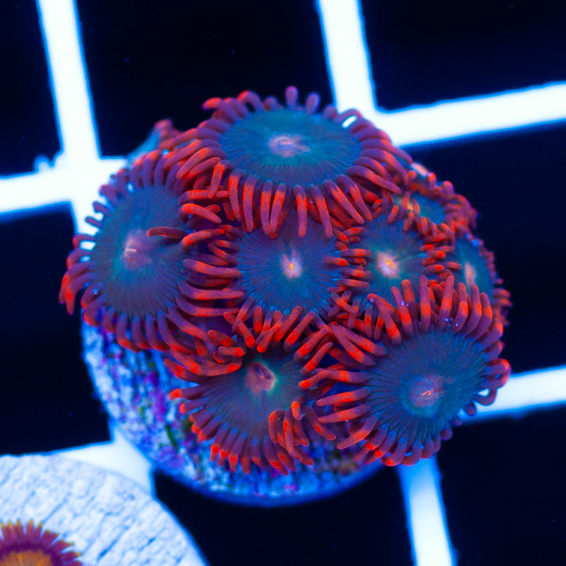 Haterade Zoanthids