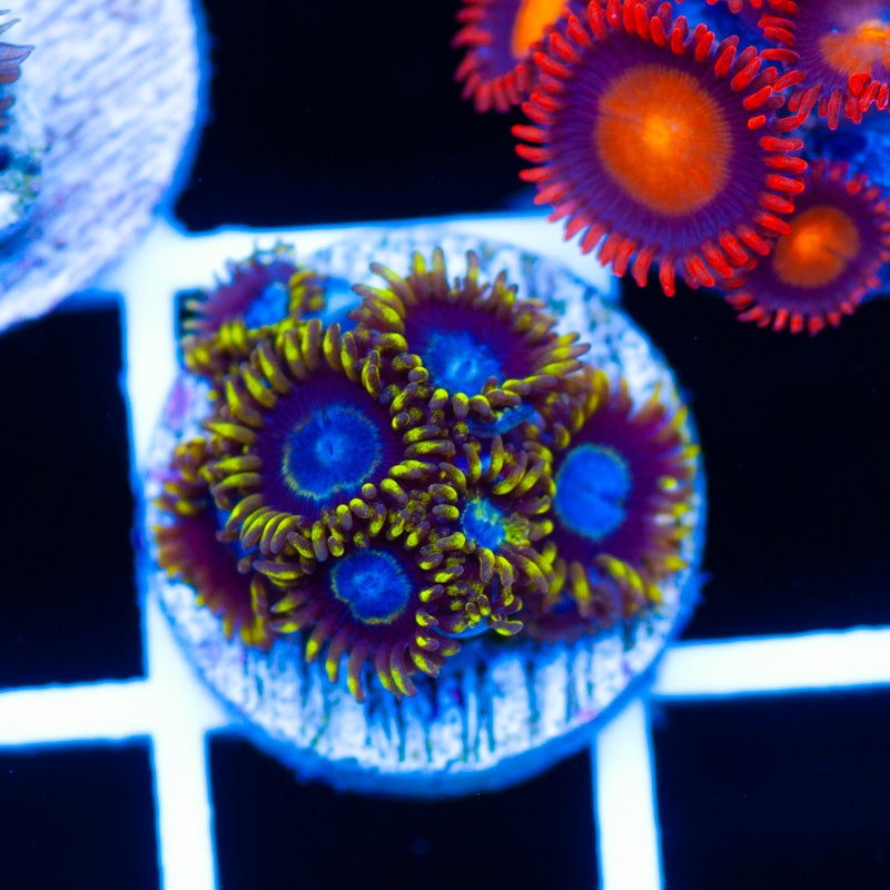 Frozen Hornet Zoanthids