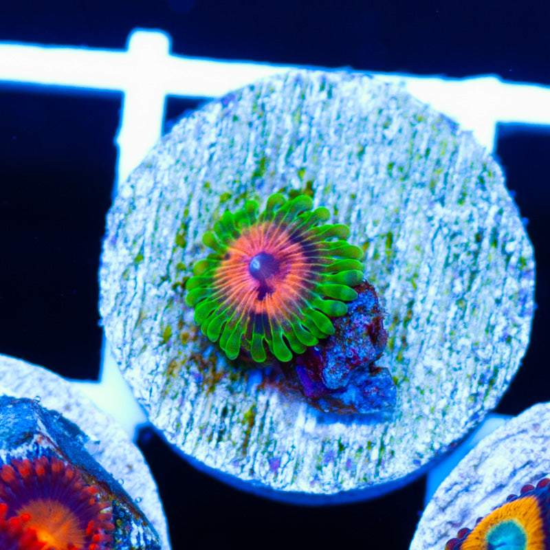 Hallucination Zoanthid