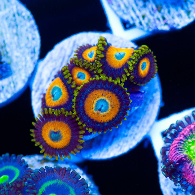 Scrambled Egg Zoanthids