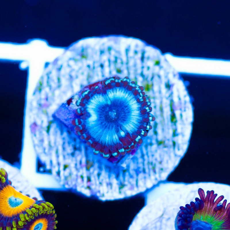 Frozen Armageddon Zoanthid