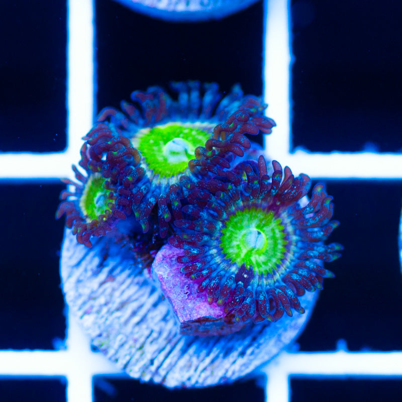 CC California Sunshine Zoanthids