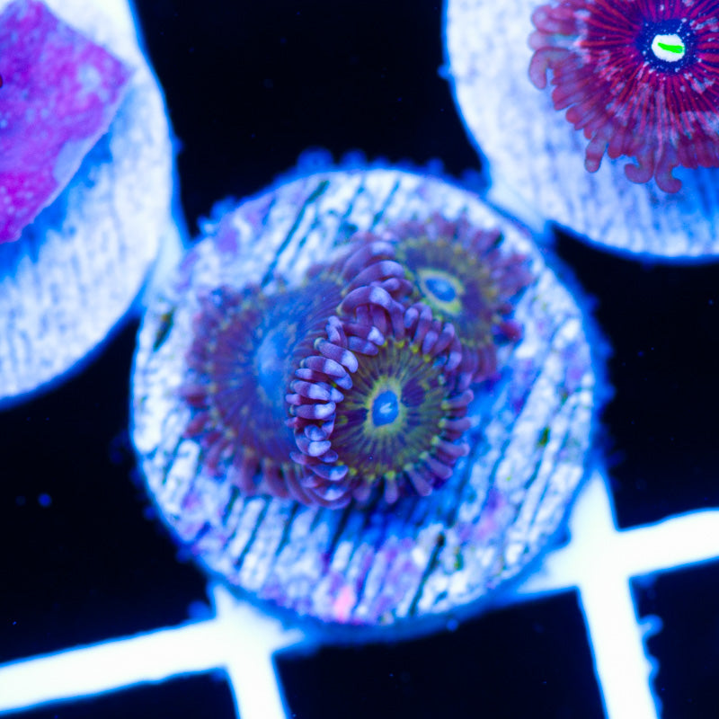 Tims Pink Skirt Zoanthids