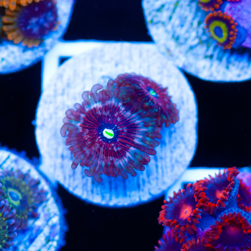 Seduction Zoanthids