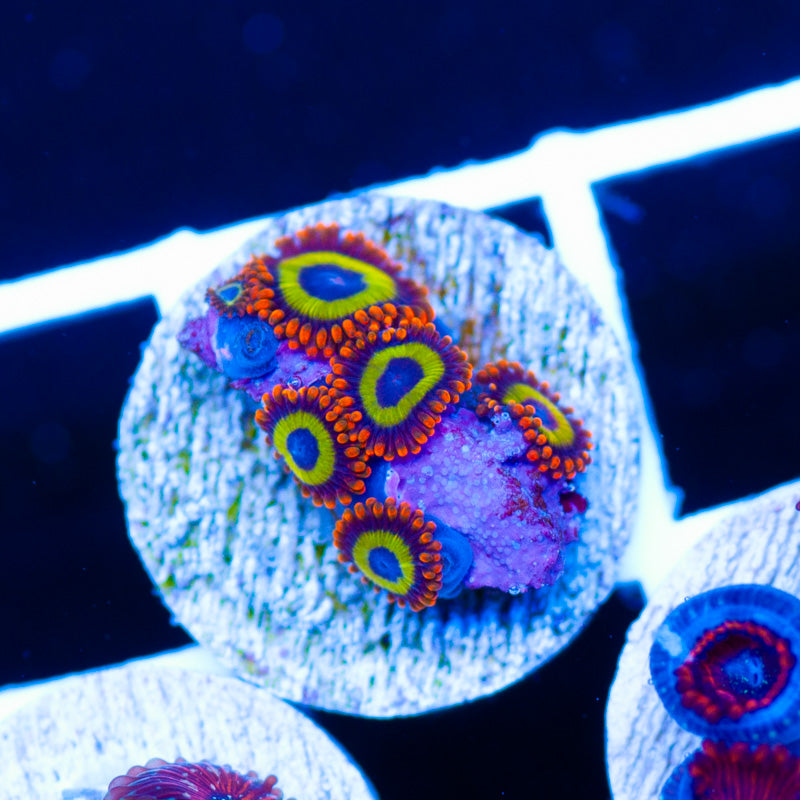 Fruit Loop Zoanthids