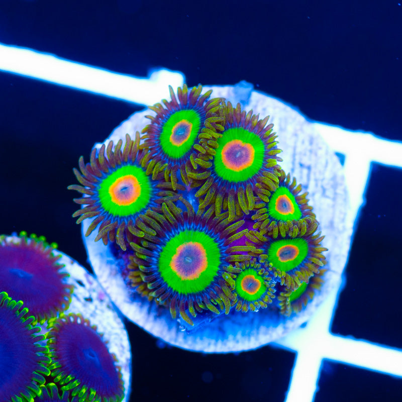 Rasta Zoanthids #2