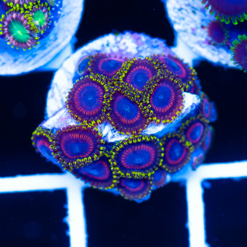 Dragonball Zoanthids