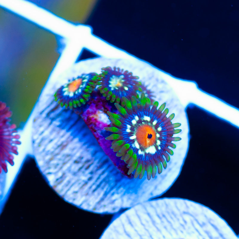 JF Stargazer Zoanthids