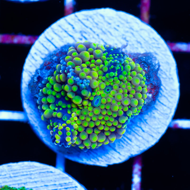 Bubble Lemon Ricordea