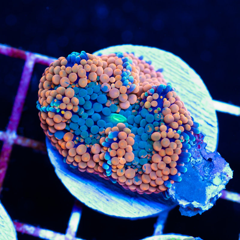 Orange Halo Ricordea