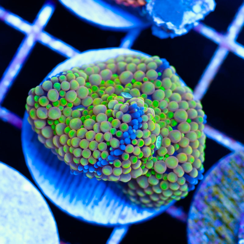 Bubble Lemon Ricordea #2
