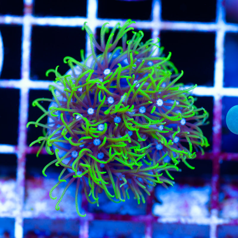 CC Dragon Fur/Star Polyp