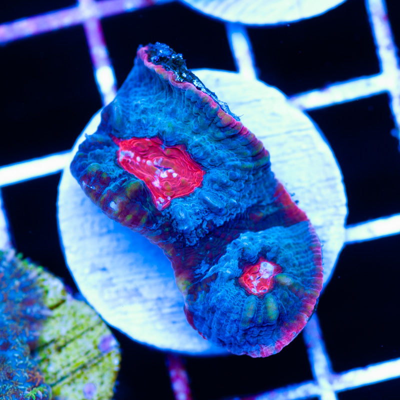 Aussie Red Eye Chalice #1