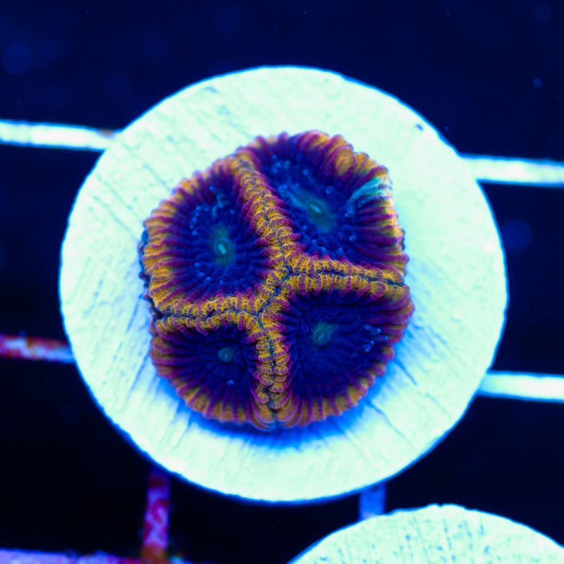 ECC Molten Core Favia