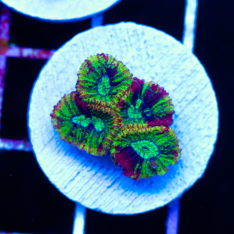 Lemon Splatter Favia